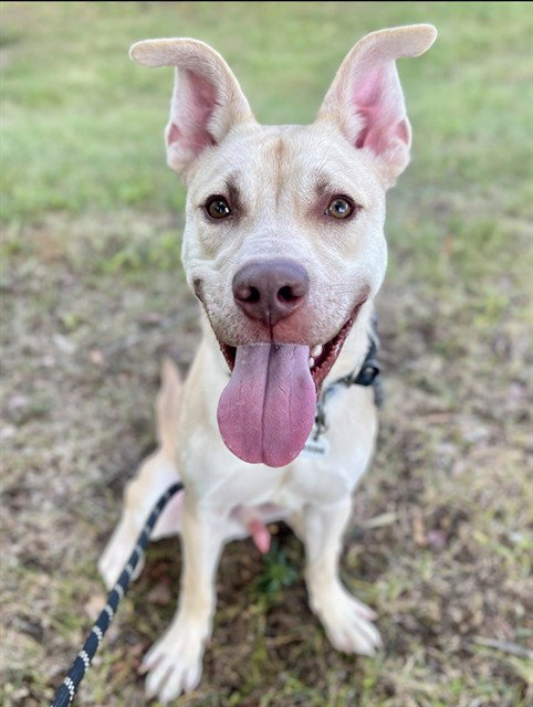 *INGRAM, a dog for adoption from Prince Georges County Animal Management Division