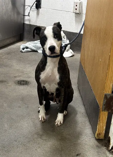 Sasha - Bull Terrier