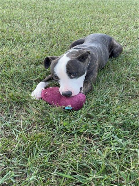 *SASHA, a dog for adoption from Prince Georges County Animal Management Division