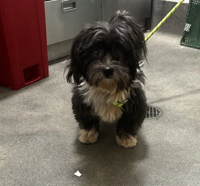Marvin - Shih Tzu