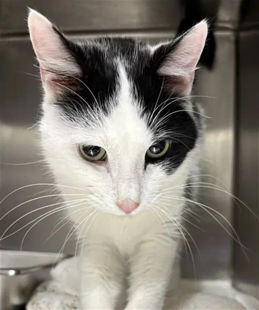 Dodger - Domestic Short Hair
