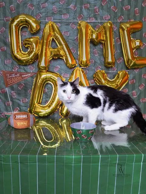 Dodger - Domestic Short Hair