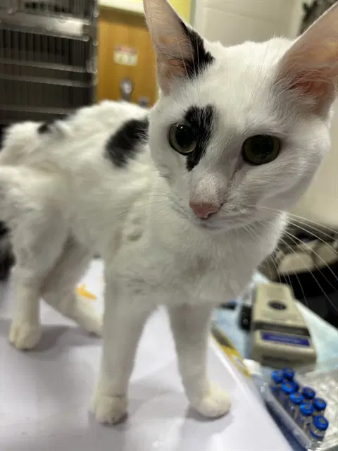 Elijah - Domestic Short Hair