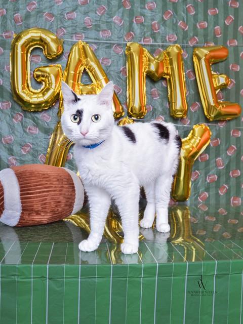 picture of the cat needing adoption