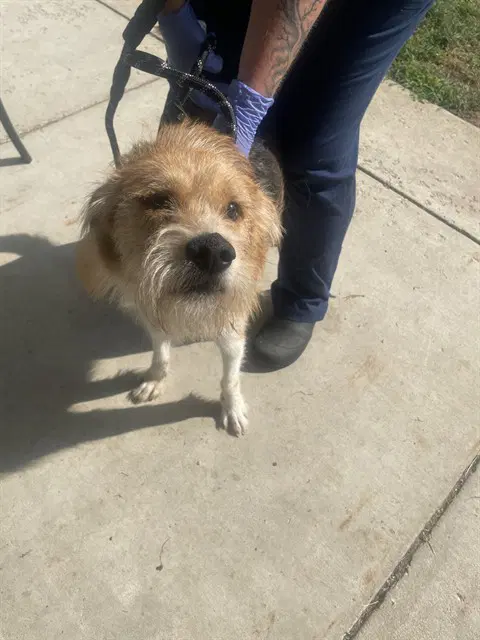 Myles - Wire-haired Pointing Griffon