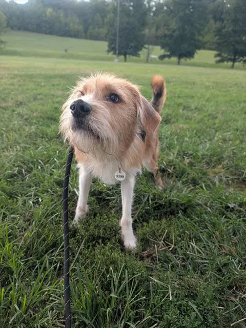 Myles - Wire-haired Pointing Griffon