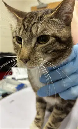 Fizz - Domestic Short Hair