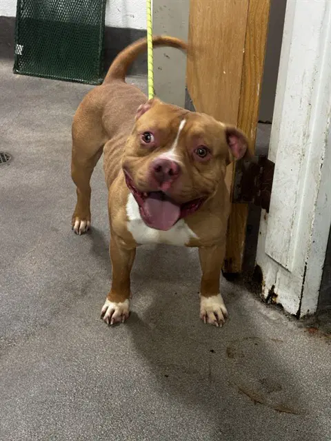 Hayes - Pit Bull Terrier