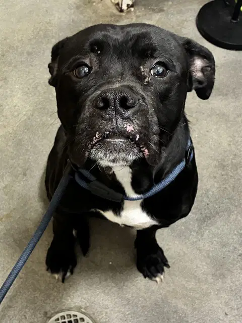 Montana - Boxer