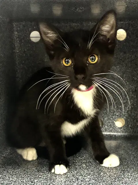 Logan - Domestic Short Hair