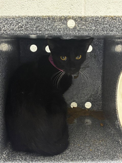 *POCAHONTAS, cat — photo 1 of 1