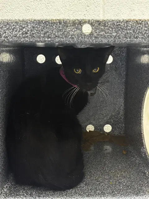 Pocahontas - Domestic Short Hair