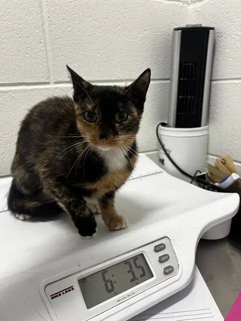 Daesha - Domestic Short Hair