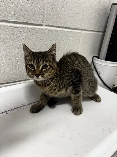 Pershia - Domestic Short Hair