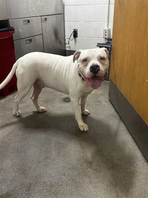 Glacier - American Bulldog