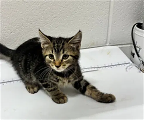 Micah - Domestic Short Hair