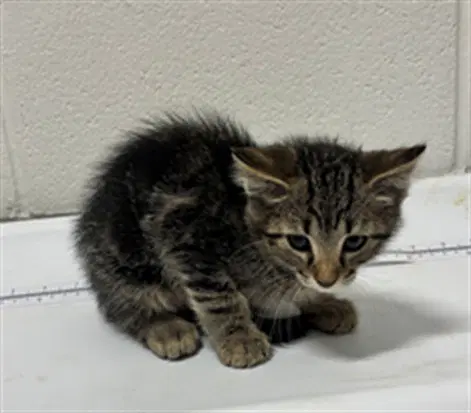 Milton - Domestic Short Hair