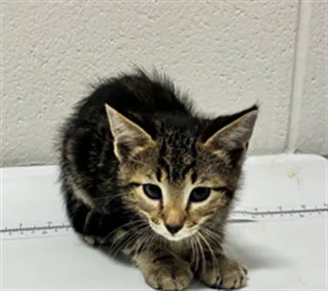 Mikey - Domestic Short Hair