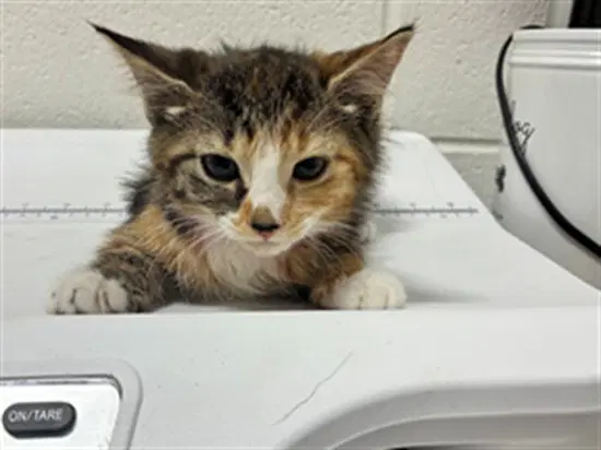 Mochi - Domestic Short Hair