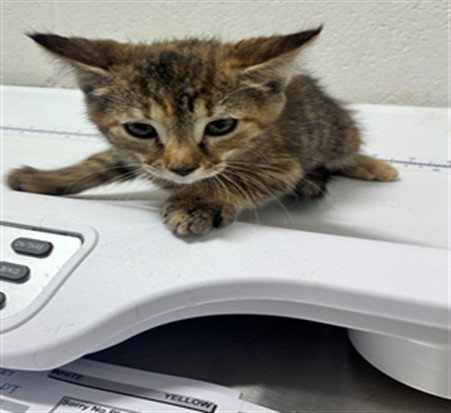 *MARIE, cat — photo 1 of 1