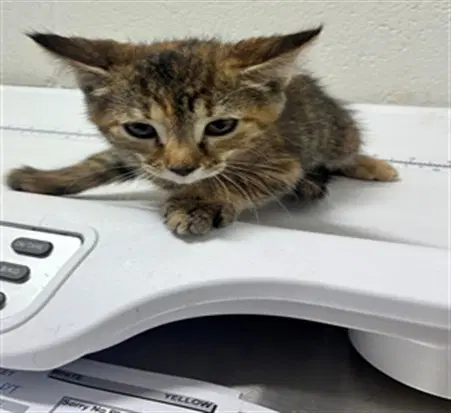 Marie - Domestic Short Hair