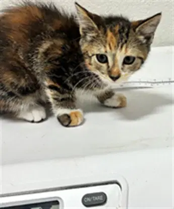 Melody - Domestic Short Hair