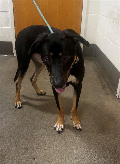 OTIS, a dog for adoption from Prince Georges County Animal Management Division