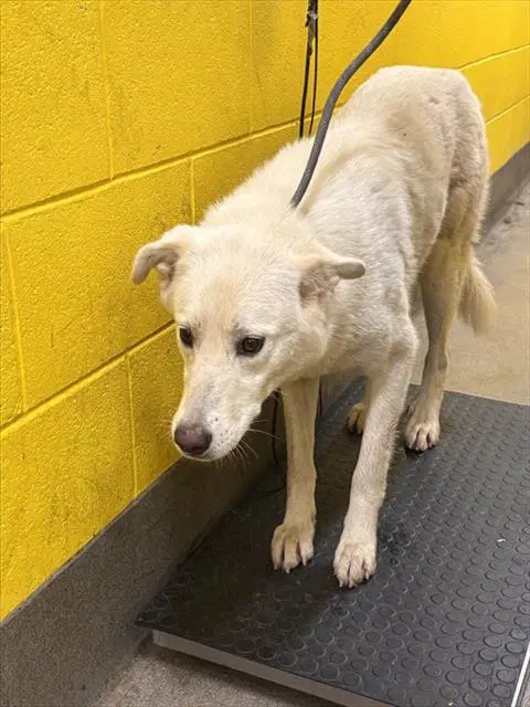 Sandy - German Shepherd Dog