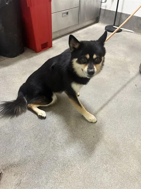 Drew - Shiba Inu