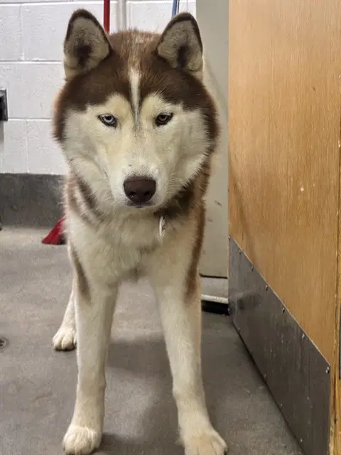 Sarge - Siberian Husky