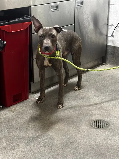 Reaper - Pit Bull Terrier