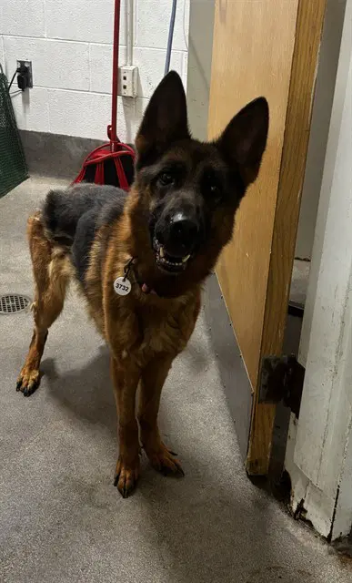 Anna - German Shepherd Dog