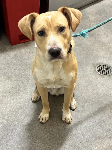 Shawn - Labrador Retriever