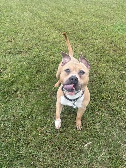 *JABARI, a dog for adoption from Prince Georges County Animal Management Division