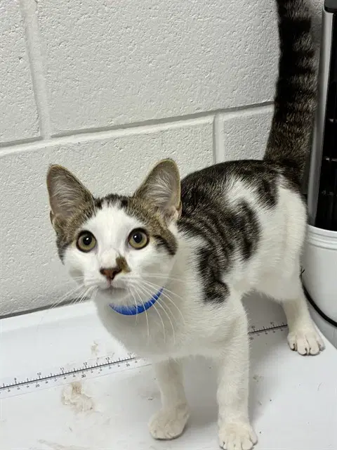 Tj - Domestic Short Hair