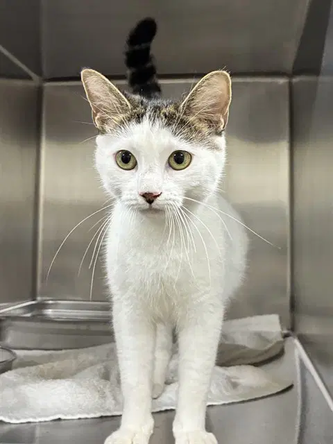 Ashley - Domestic Short Hair