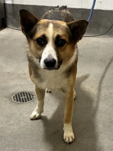 Sammy image 1