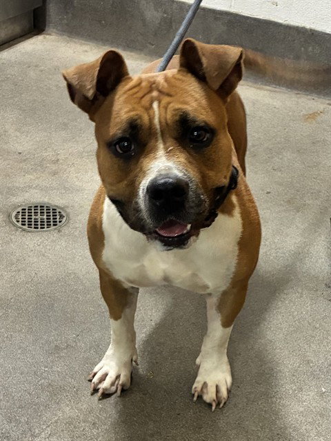 *IRIS, a dog for adoption from Prince Georges County Animal Management Division