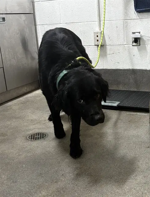 Kasai - Flat-coated Retriever