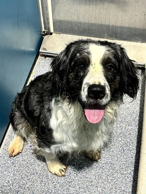 Bruno - Australian Shepherd