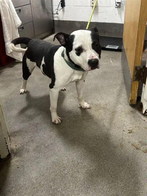 Artemis - Pit Bull Terrier