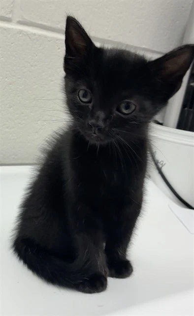 Lil Man
