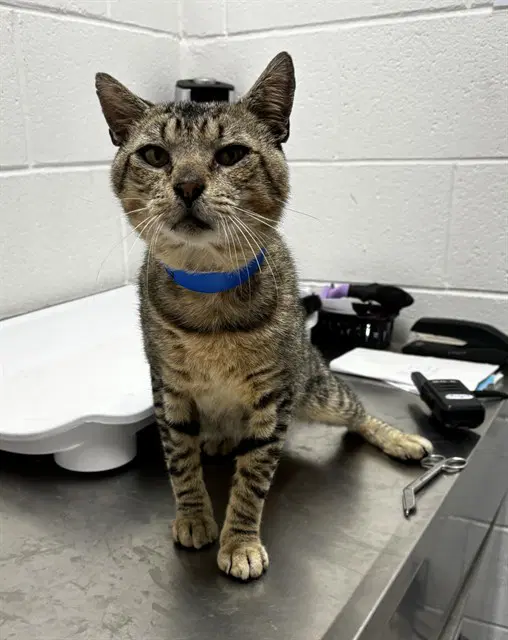 Harold - Domestic Short Hair