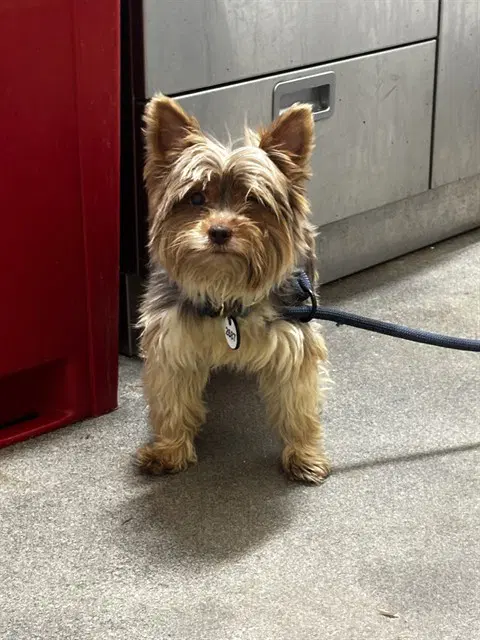 Smoke - Yorkshire Terrier Yorkie