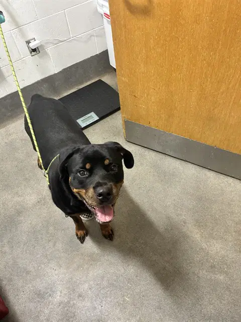 Chelsea - Rottweiler