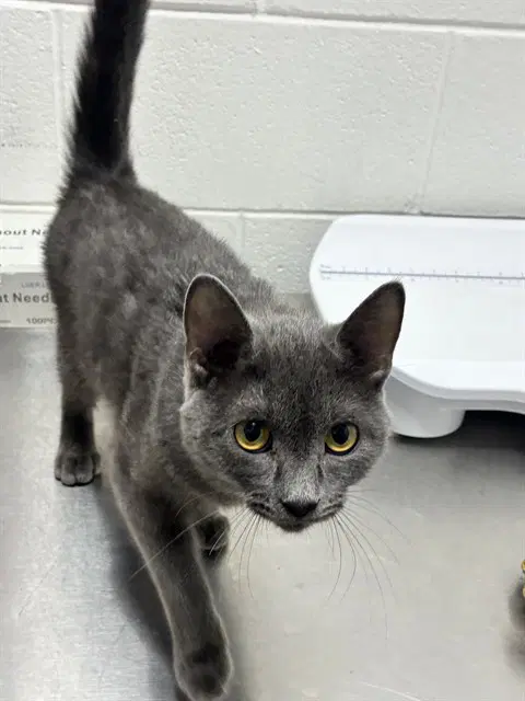Robin - Domestic Short Hair
