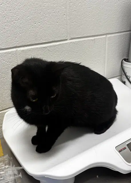 Bette - Domestic Short Hair