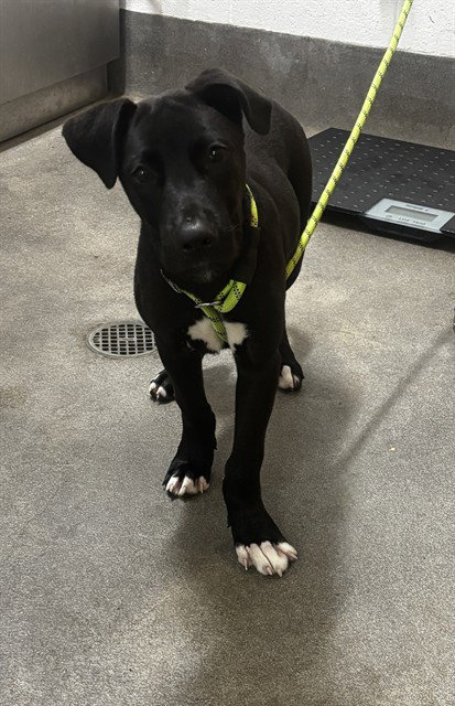 *OWEN, dog — photo 1 of 1