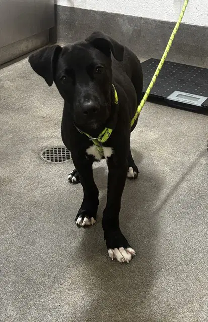 Owen - Pit Bull Terrier
