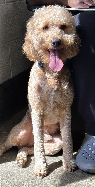 BRUNO, dog — photo 1 of 1